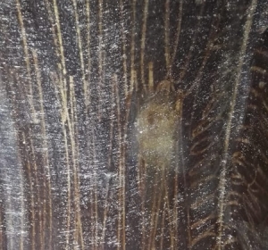 Servicii Autorizate de Vidanjare Fose - RICIU SERVICII S.R.L.